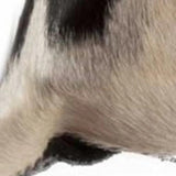 18" Black and White Cowhide Throw Pillow - Homeroots - Flyclothing LLC