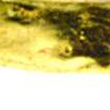 7 Glass Set Of 4 Square Edge Gold Plates - Homeroots - Flyclothing LLC