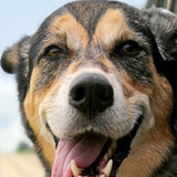 10X10 Rustic White Washed Picture Frame With Plexiglass Holder - Homeroots - Flyclothing LLC