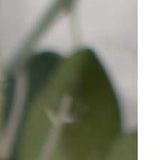 12" Farmhouse Weathered Gray Wooden Large Egg - Homeroots - Flyclothing LLC