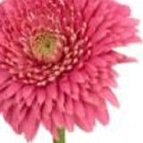 6" Clear Crystal Glass Square Table Vase - Homeroots