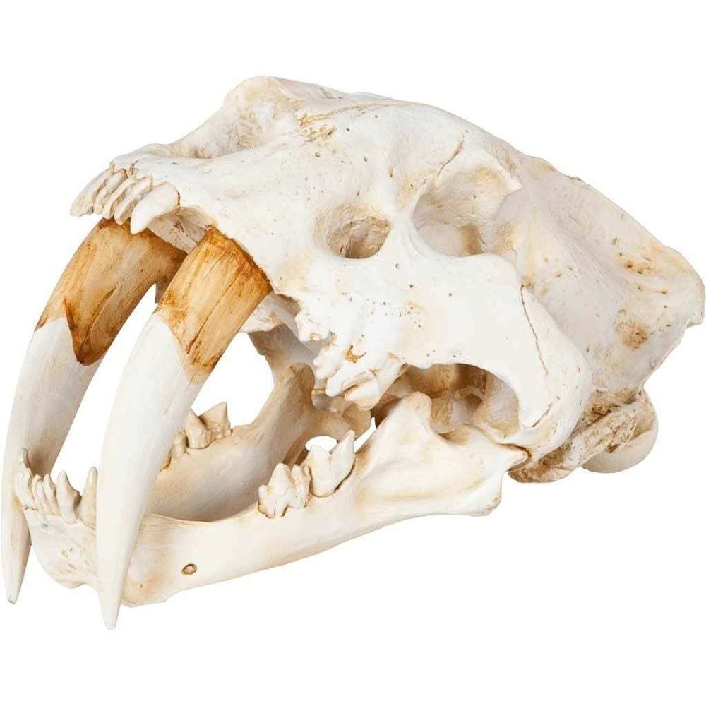 Authentic Replica Sabertooth Skull Sculpture - Homeroots - Flyclothing LLC