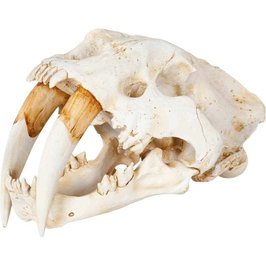 Authentic Replica Sabertooth Skull Sculpture - Homeroots - Flyclothing LLC