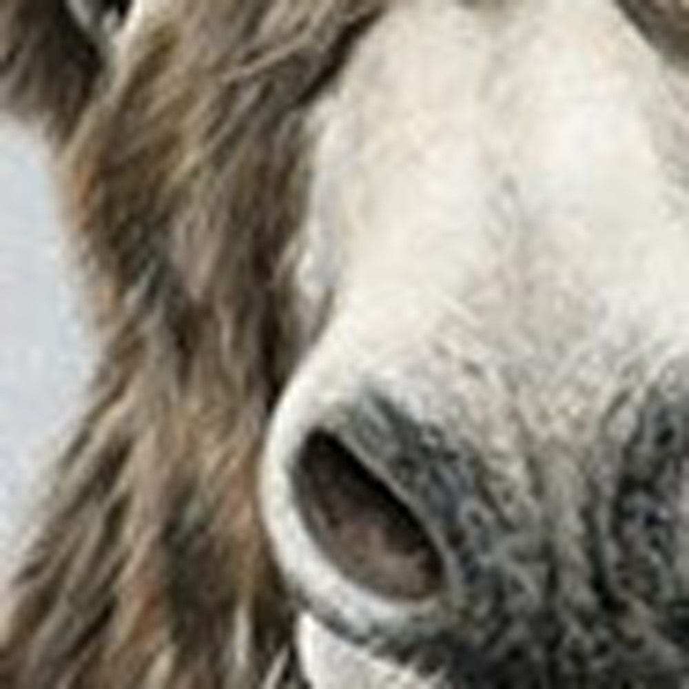 Cute Donkeys Canvas Unframed Print Wall Art - Homeroots - Flyclothing LLC