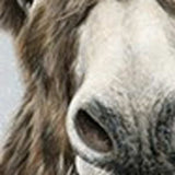 Cute Donkeys Canvas Unframed Print Wall Art - Homeroots - Flyclothing LLC