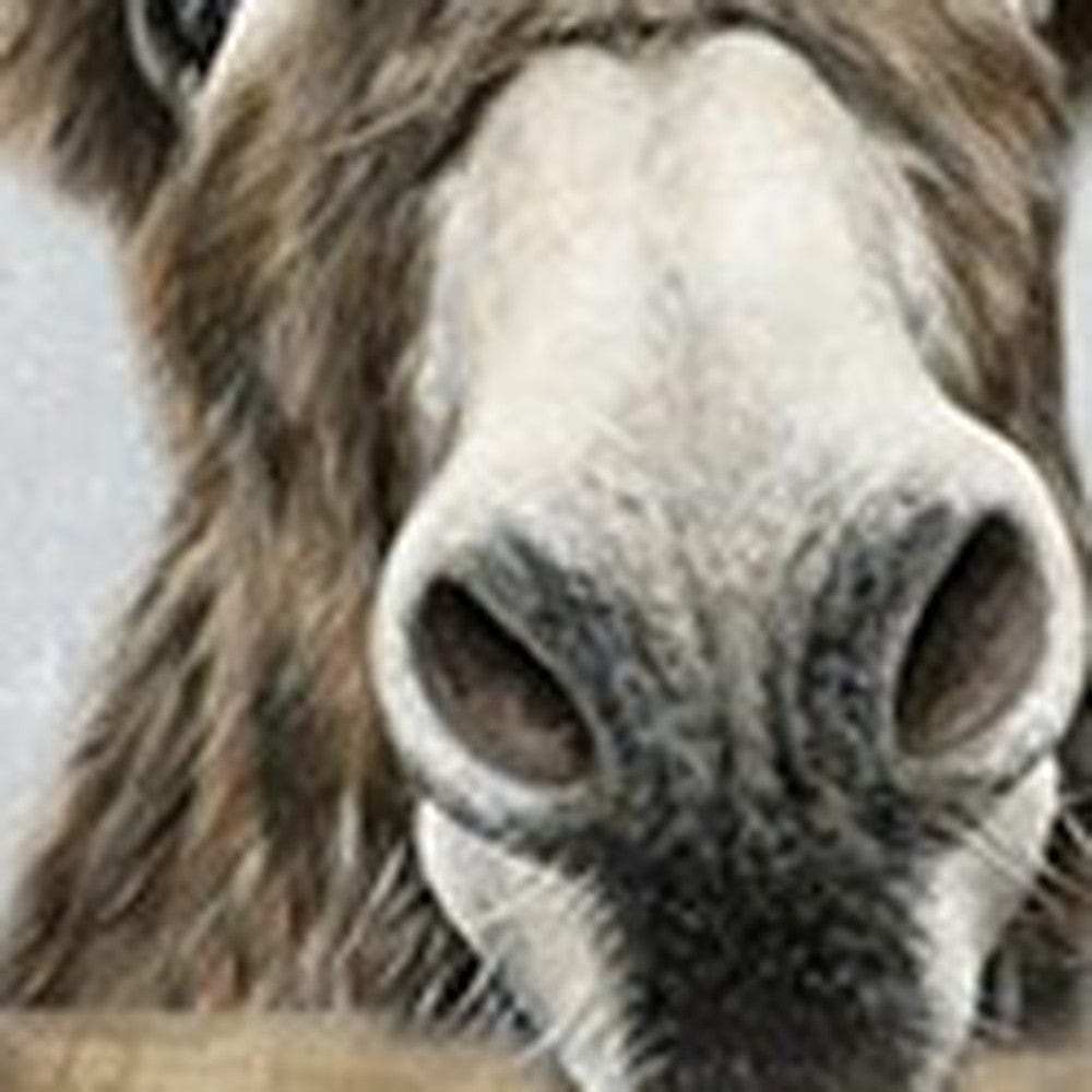 Cute Donkeys Canvas Unframed Print Wall Art - Homeroots - Flyclothing LLC