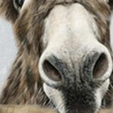 Cute Donkeys Canvas Unframed Print Wall Art - Homeroots - Flyclothing LLC