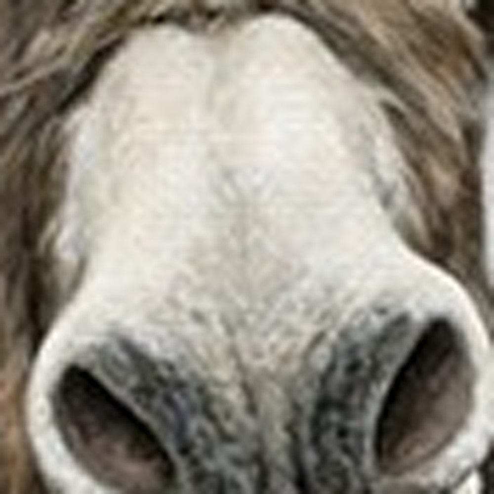 Cute Donkeys Canvas Unframed Print Wall Art - Homeroots - Flyclothing LLC