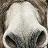 Cute Donkeys Canvas Unframed Print Wall Art - Homeroots - Flyclothing LLC