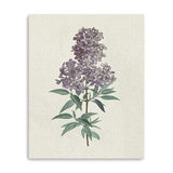 Singular Purple Blossom Branch Unframed Print Wall Art - Homeroots - Flyclothing LLC