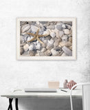 Starfish and Seashells 3 White Framed Print Wall Art - Homeroots - Flyclothing LLC