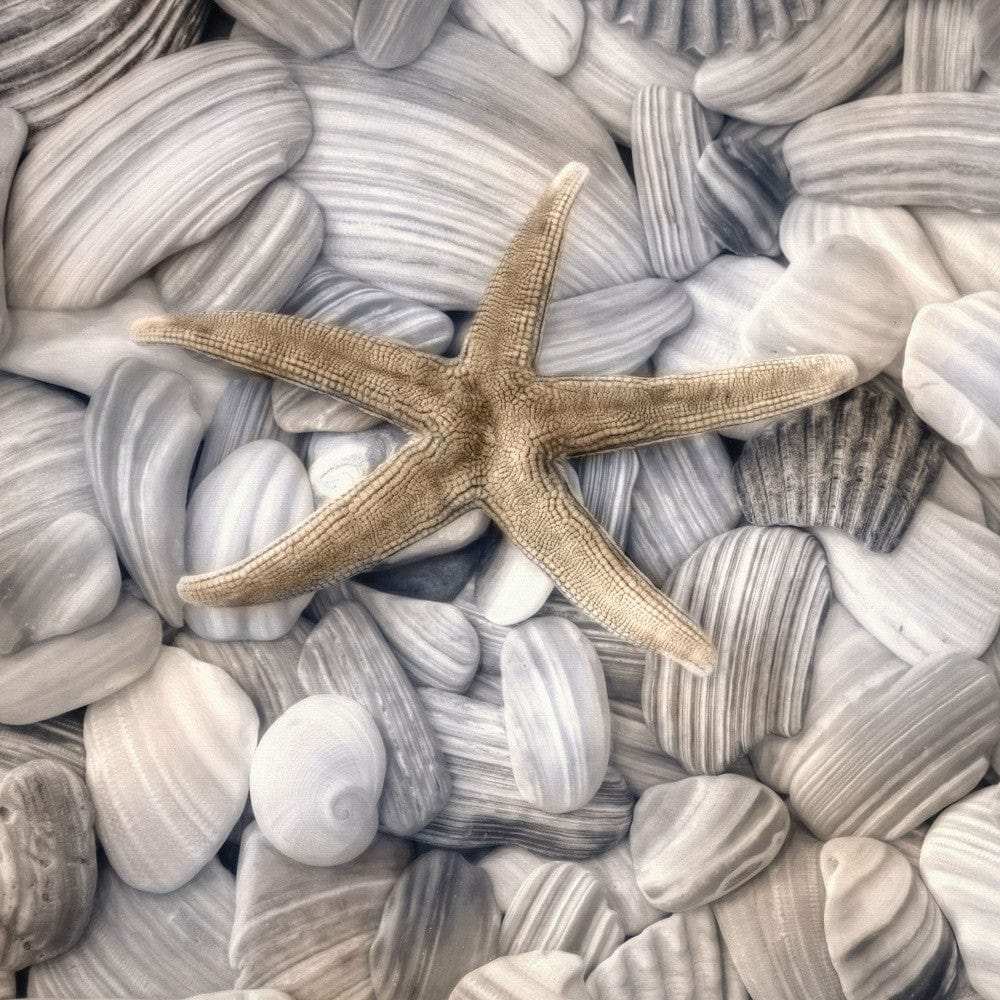 Starfish and Seashells 4 Black Framed Print Wall Art - Homeroots - Flyclothing LLC