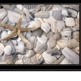 Set Of Two Cape Hatteras Lighthouse and Sea Shells 4 Black Framed Print Wall Art - Homeroots - Flyclothing LLC