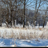 Natures Simple Blessings 3 Black Framed Print Wall Art - Homeroots - Flyclothing LLC