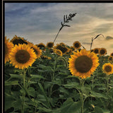 Midwest Livin I 3 Black Framed Print Wall Art - Homeroots - Flyclothing LLC