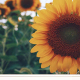 Midwest Livin II 2 White Framed Print Wall Art - Homeroots - Flyclothing LLC