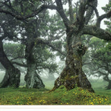 Enchanted Forest I 2 White Framed Print Wall Art - Homeroots - Flyclothing LLC