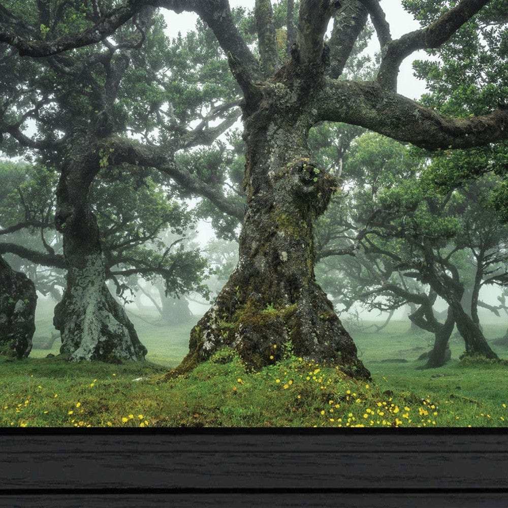 Enchanted Forest I 3 Black Framed Print Wall Art - Homeroots - Flyclothing LLC