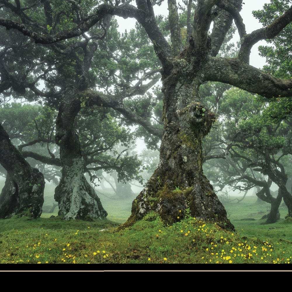 Enchanted Forest I 4 Black Framed Print Wall Art - Homeroots - Flyclothing LLC