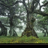 Enchanted Forest I 4 Black Framed Print Wall Art - Homeroots - Flyclothing LLC