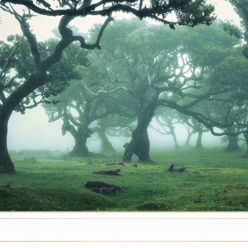 Enchanted Forest II 2 White Framed Print Wall Art - Homeroots - Flyclothing LLC