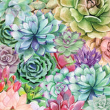 Succulents Paradise 2 White Framed Print Wall Art - Homeroots - Flyclothing LLC