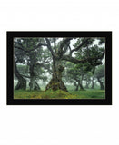 Enchanted Forest I 1 Black Framed Print Wall Art - Homeroots - Flyclothing LLC