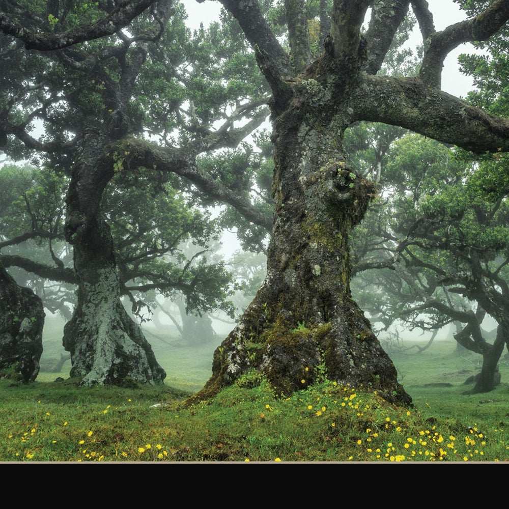 Enchanted Forest I 1 Black Framed Print Wall Art - Homeroots - Flyclothing LLC