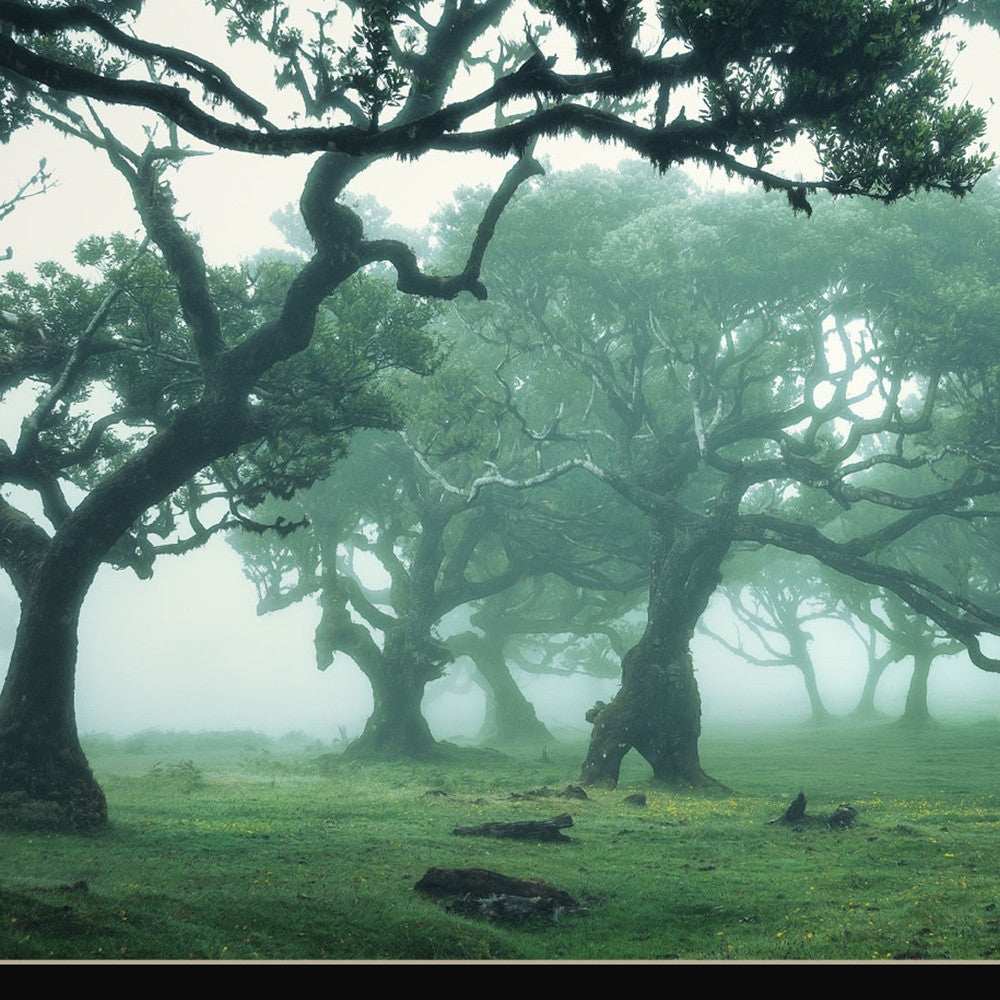 Enchanted Forest II 1 Black Framed Print Wall Art - Homeroots - Flyclothing LLC