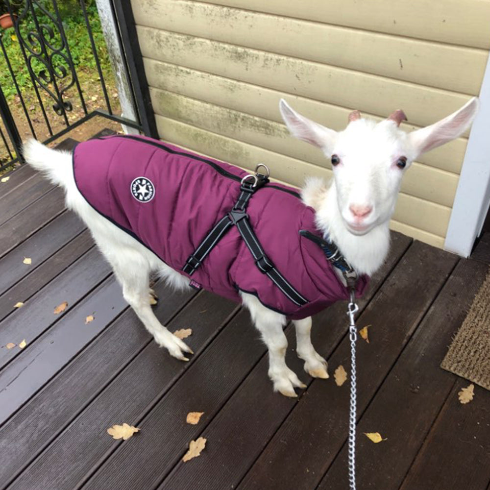 Waterproof Dog Clothes Winter Dog Coat With Harness Warm Pet Clothing Big Dog Jacket Chihuahua Labrador Coat Costume - My Store - Flyclothing LLC