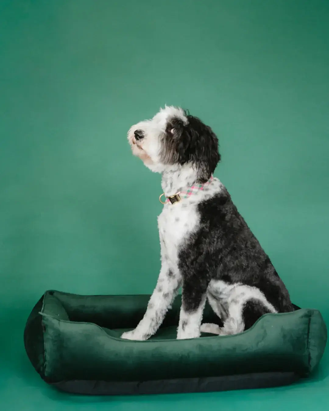 Chester & Lee | Classic Velvet Sleeper Dog Bed Green - Chester & Lee - Flyclothing LLC