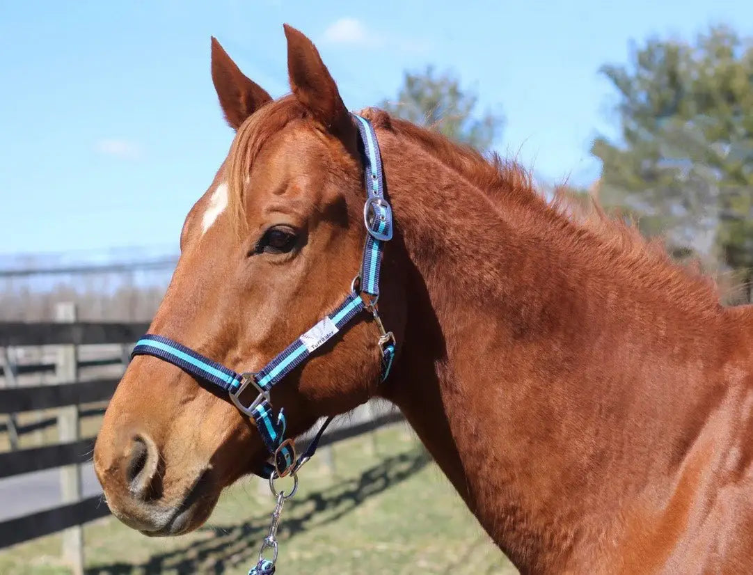 TuffRider Nylon Breakaway Halter & Lead Rope Set - Breeches.com - Flyclothing LLC