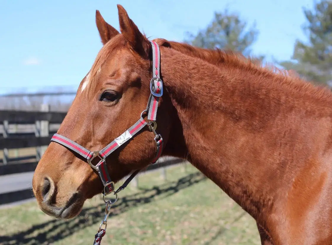 TuffRider Nylon Breakaway Halter & Lead Rope Set - Breeches.com - Flyclothing LLC