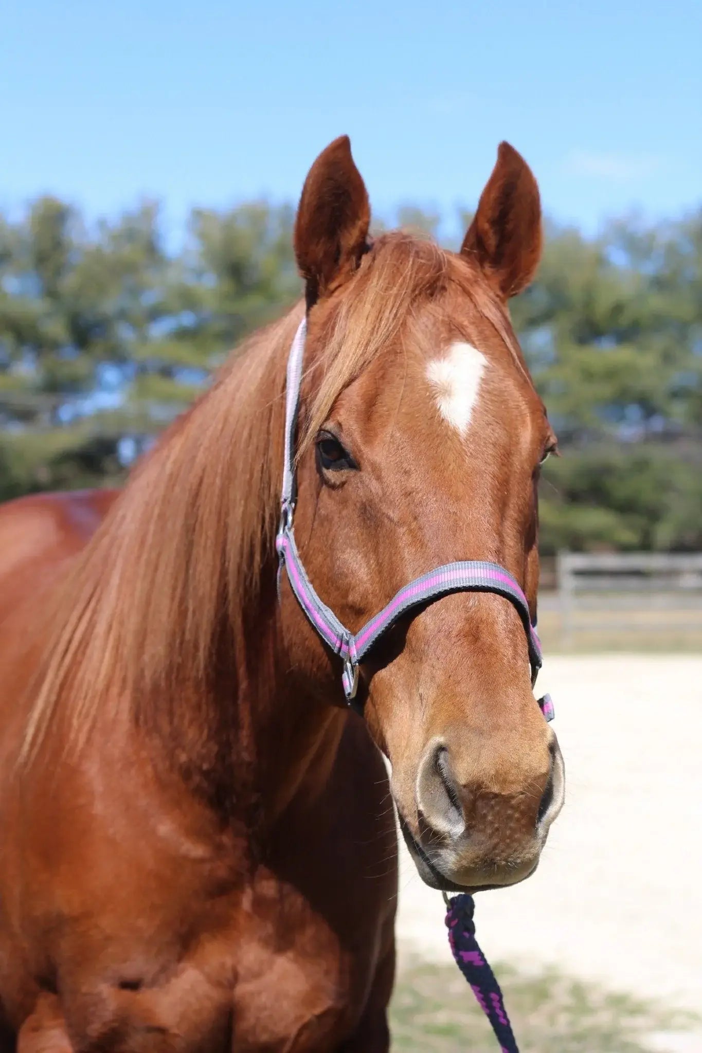 TuffRider Nylon Breakaway Halter & Lead Rope Set - Breeches.com - Flyclothing LLC