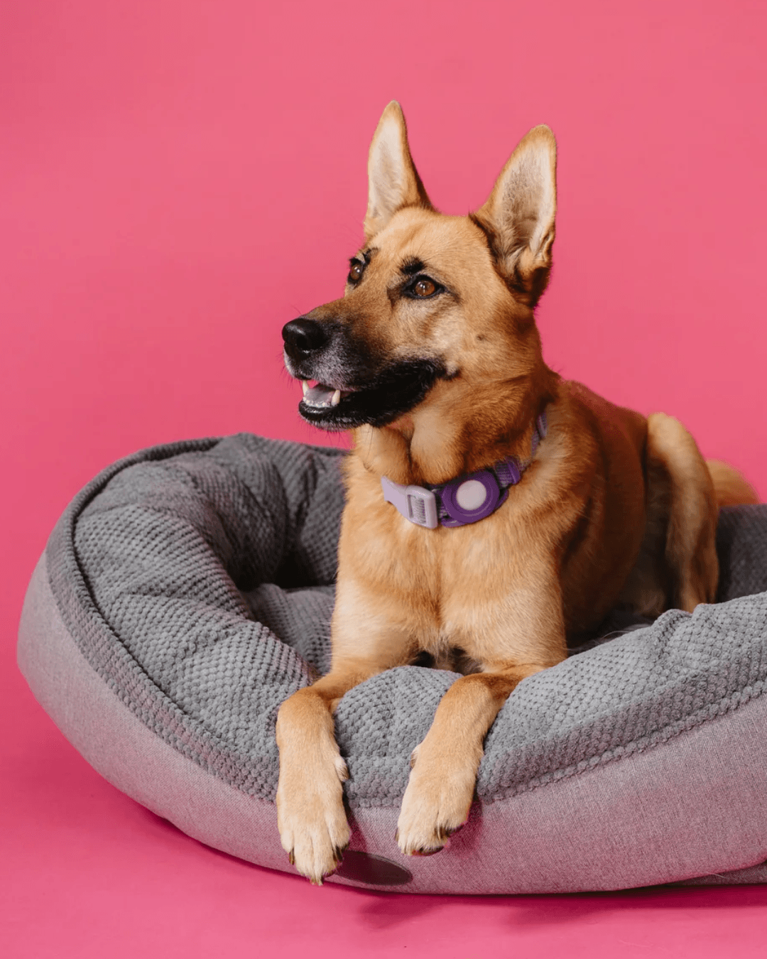 Chester & Lee | Furry Bagel Dog Bed - Chester & Lee - Flyclothing LLC