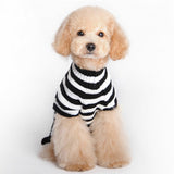 Skull Dog Halloween Sweater Pet Supplies - My Store - Flyclothing LLC