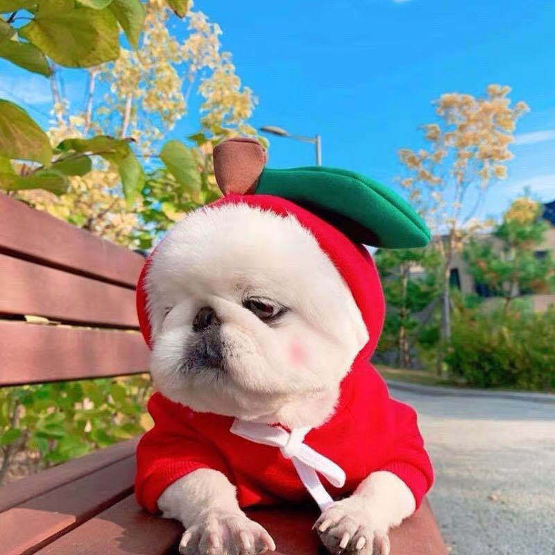 Cute Fruit Dog Clothes For Small Dogs Hoodies Winter Warm Fleece Pet Clothing Puppy Cat Costume Coat For French Chihuahua Outfit - My Store - Flyclothing LLC