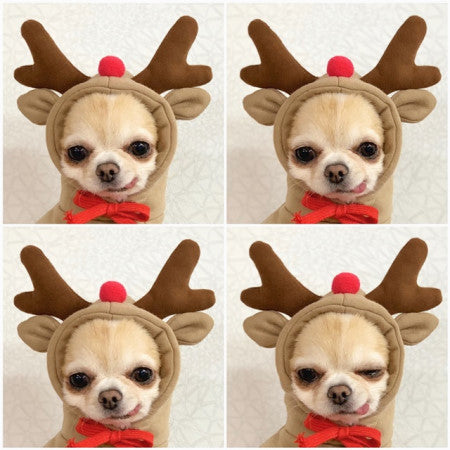 Cute Fruit Dog Clothes For Small Dogs Hoodies Winter Warm Fleece Pet Clothing Puppy Cat Costume Coat For French Chihuahua Outfit - My Store - Flyclothing LLC