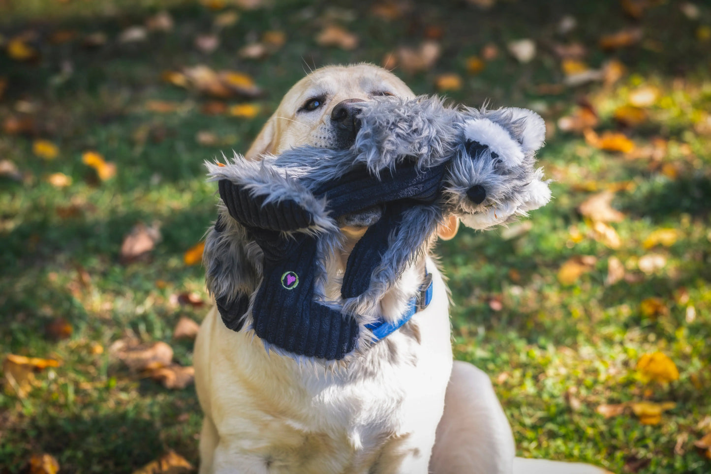 Redwood Raccoon X-Brace™ Plush Dog Toy - HuggleHounds - Flyclothing LLC