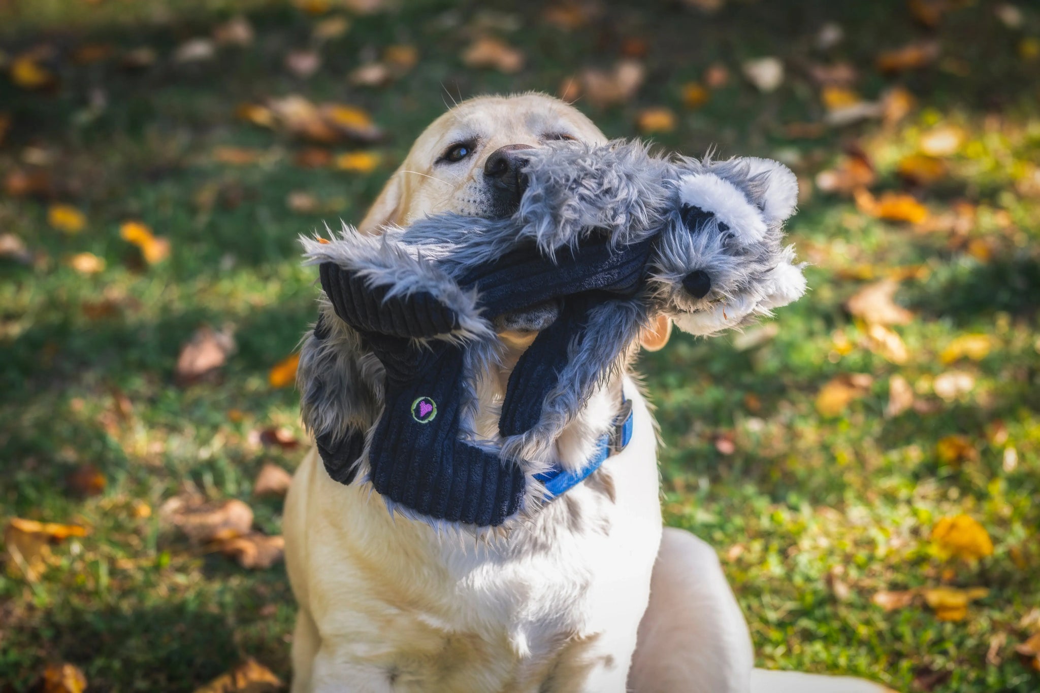 Redwood Raccoon X-Brace™ Plush Dog Toy - HuggleHounds - Flyclothing LLC