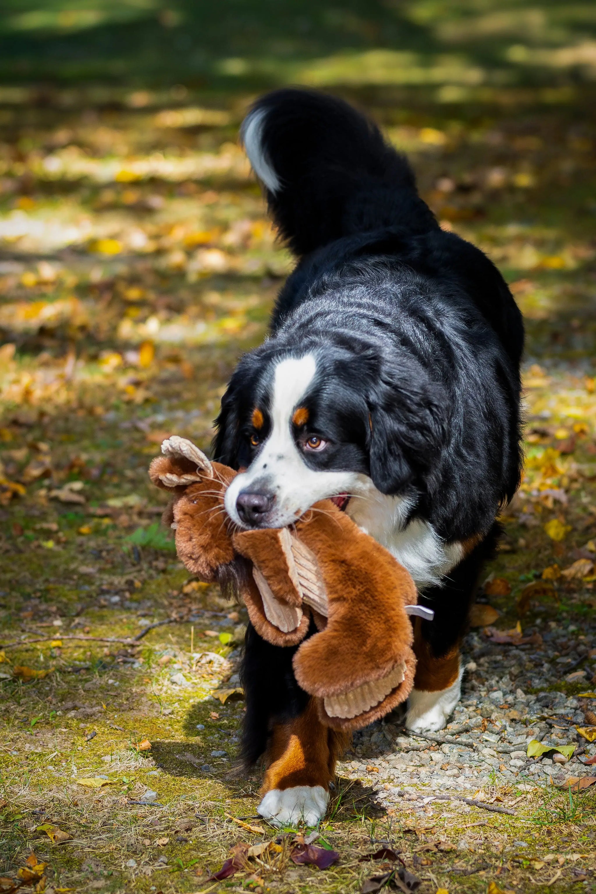 Maple Moose X-Brace™ Durable Plush Dog Toy - HuggleHounds - Flyclothing LLC
