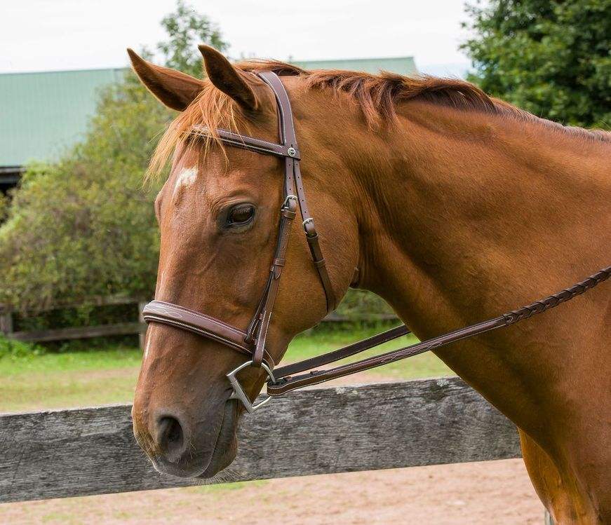 Henri de Rivel Pro Mono Crown Bridle with Padded Wide Noseband with Laced Reins - Breeches.com - Flyclothing LLC
