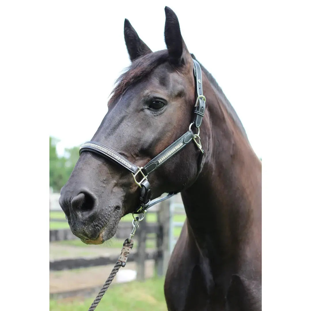 Henri de Rivel Padded Jewel Halter - Breeches.com - Flyclothing LLC