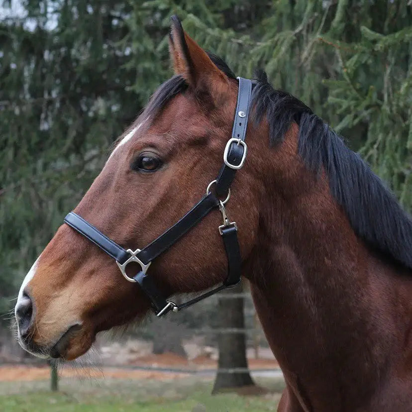 Henri de Rivel Everyday Halter - Breeches.com - Flyclothing LLC