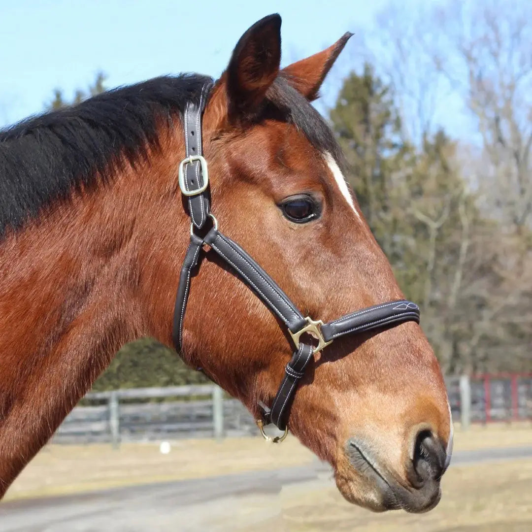 Henri de Rivel Kushy Halter - Breeches.com - Flyclothing LLC