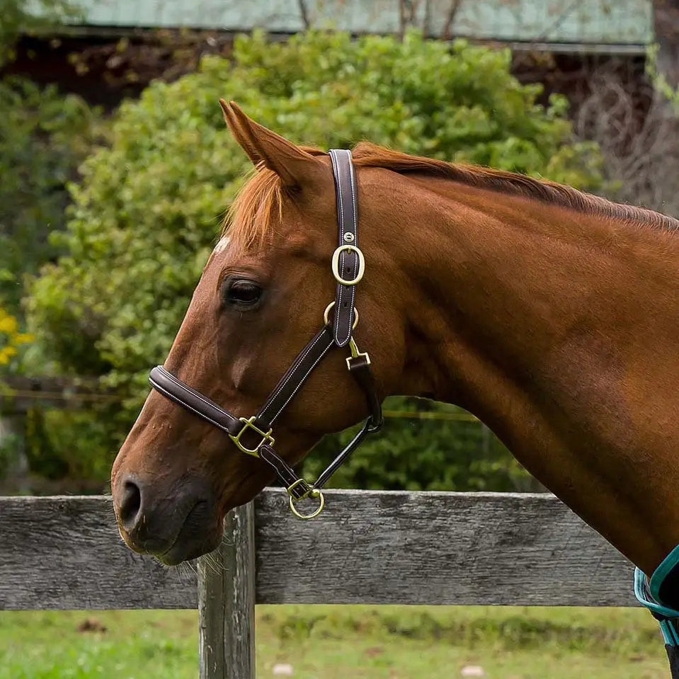 Henri de Rivel Kushy Plain Raised Halter W/ Flat Cheek Pieces - Breeches.com - Flyclothing LLC