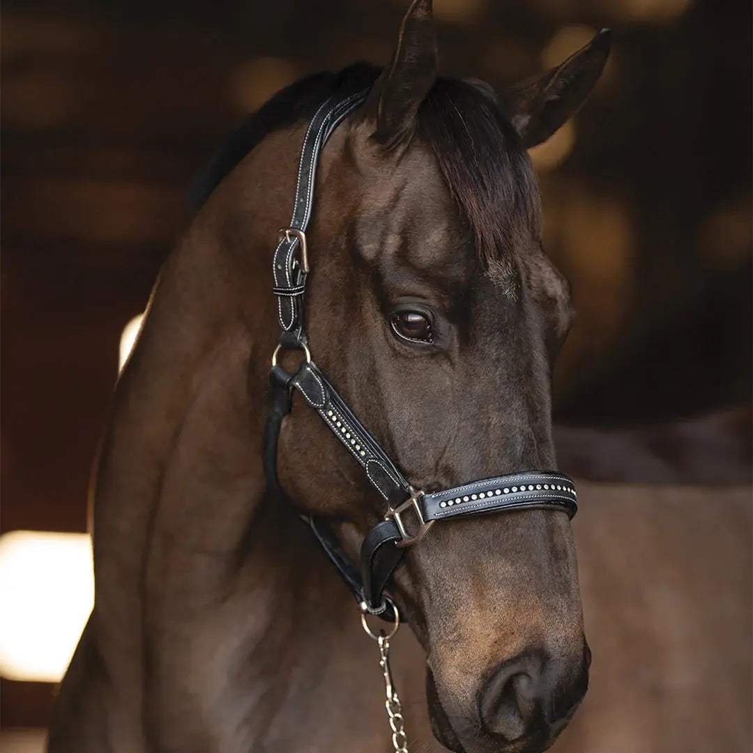 Henri de Rivel Padded Crystal Halter - Breeches.com - Flyclothing LLC