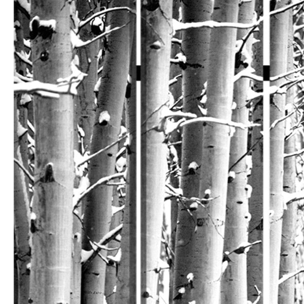 48" X 72" Gray And White Wood Canvas Birch Screen - Homeroots - Flyclothing LLC