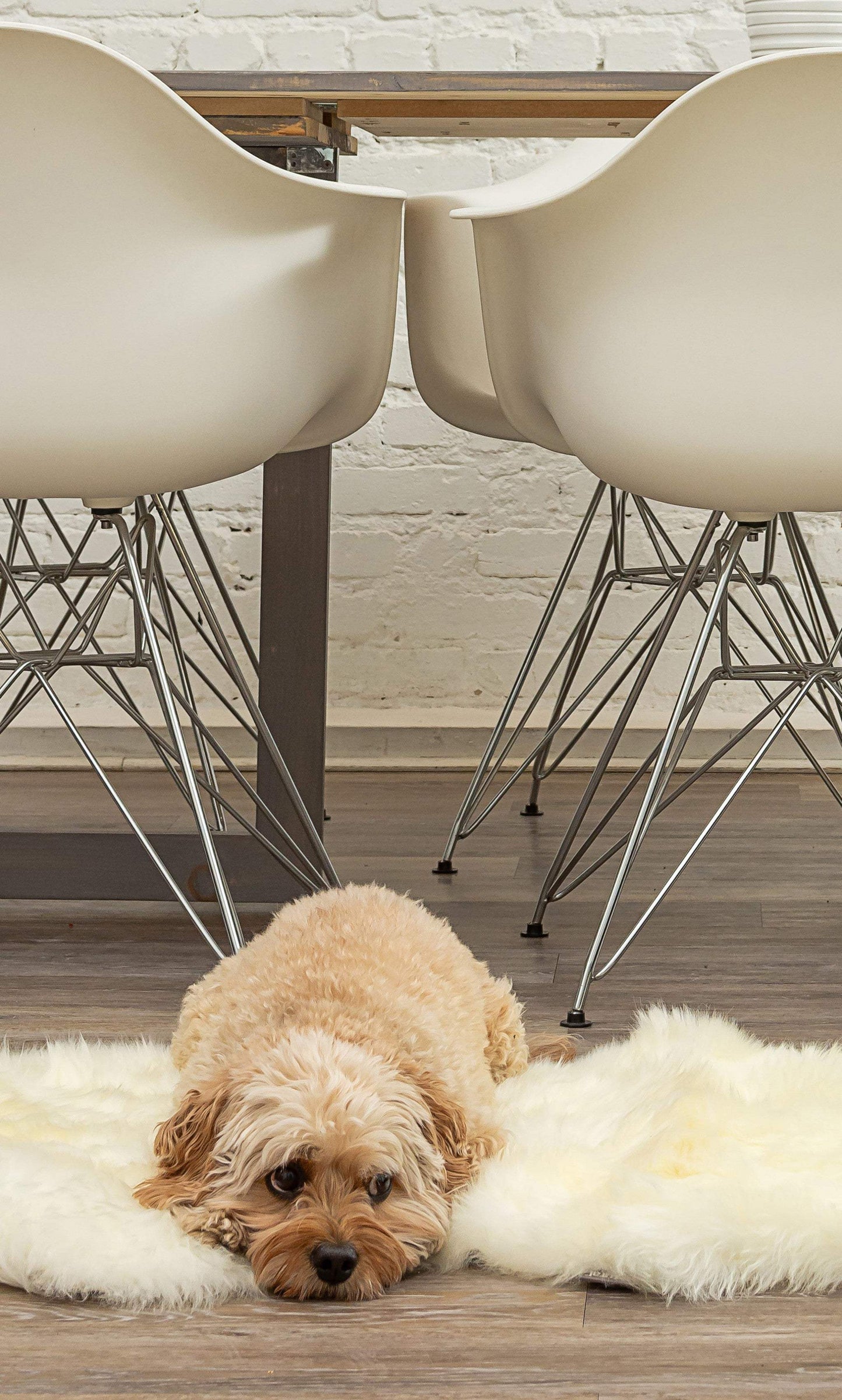 2' X 3' White Natural New Zealand Sheepskin Wool Area Rug - Homeroots - Flyclothing LLC
