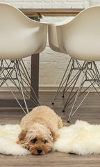 2' X 3' White Natural New Zealand Sheepskin Wool Area Rug - Homeroots